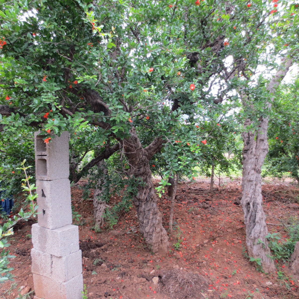 石榴树的养殖方法与注意事项,石榴树挂满石榴