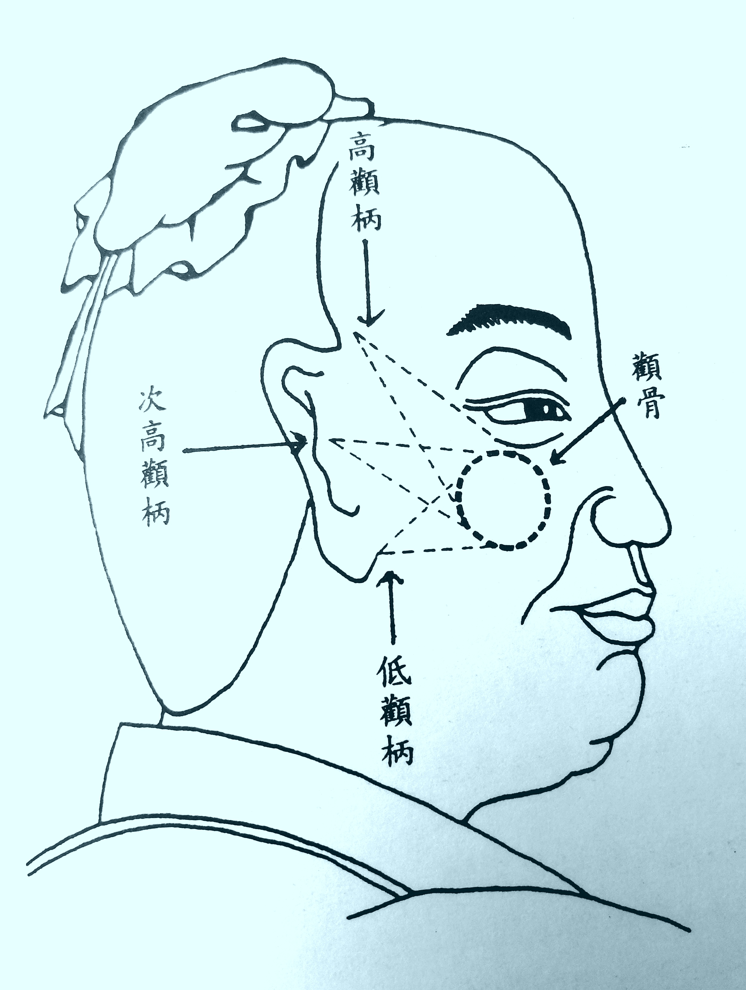 面相看颧骨与子女,面相颧骨看财运吗女生