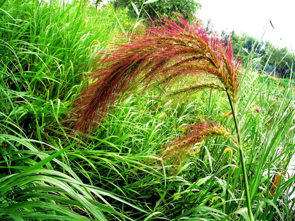 它曾是重要出行工具，可如今越来越少，养它是否还有市场？