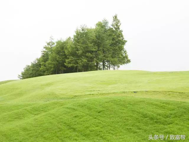 农业牧草种植前景,草坪农业发展前景