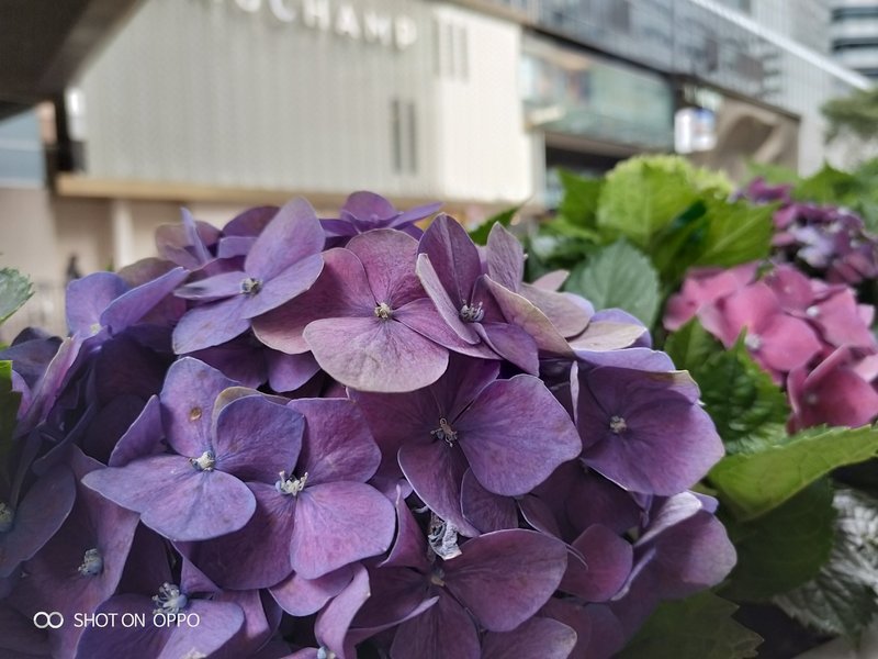 oppor15梦镜版星云渐变,oppor15渐变色怎么样