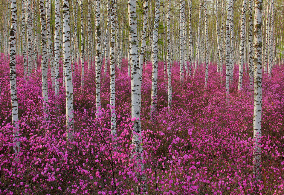 漠河杜鹃花风景图片,感受漠河白桦林的气息和美景