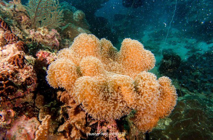 囧途：涛岛OW+AOW（高氧）考证之旅