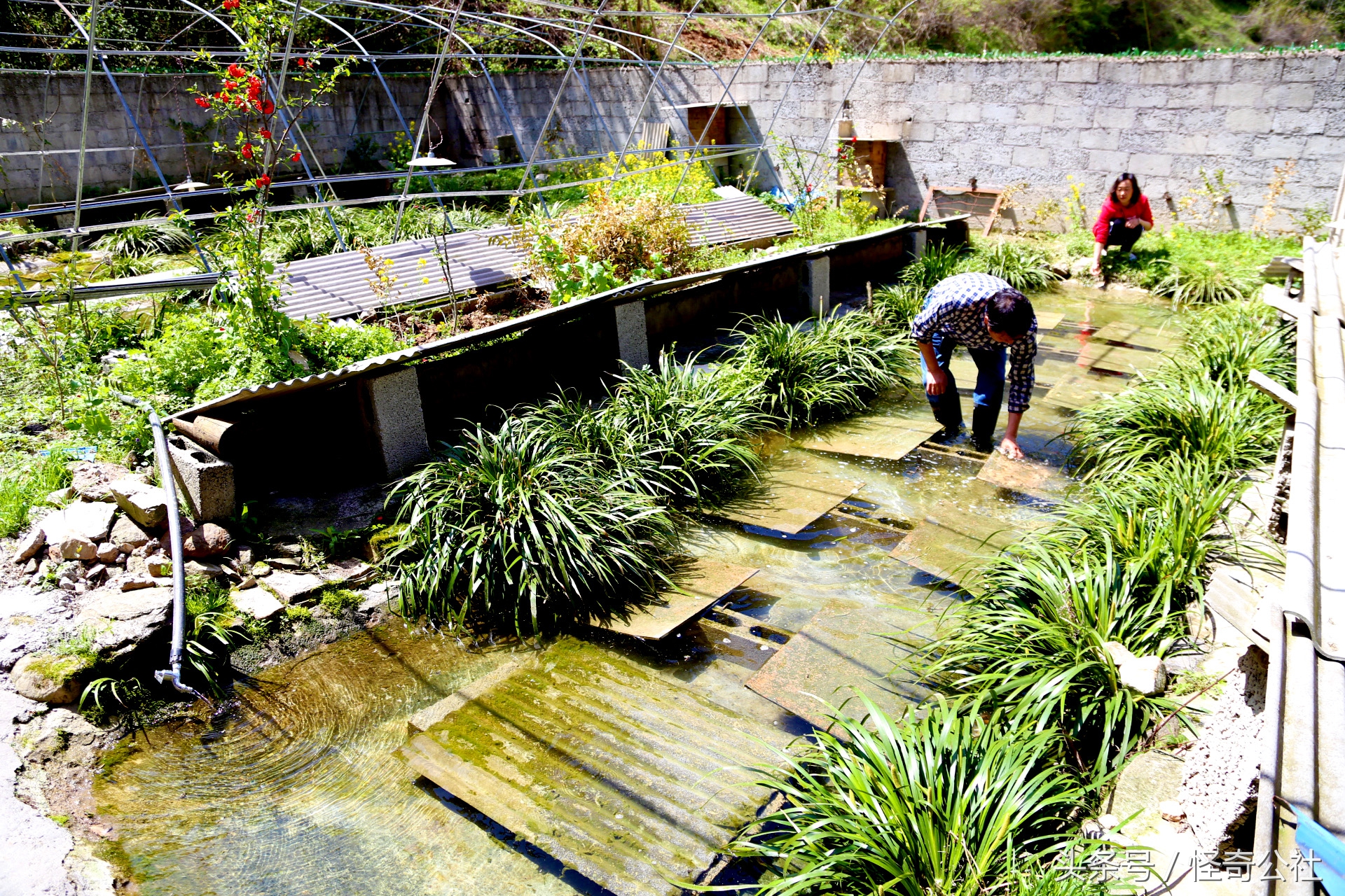 宜昌雾渡河石蛙养殖,石蛙养殖技术附近石蛙养殖基地