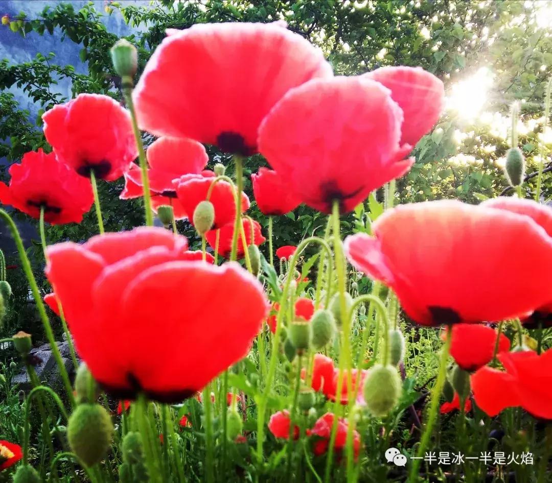 三月三：我有一片阳光，可暖四季薄凉