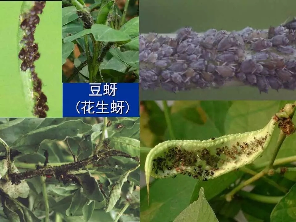 重庆室内常见害虫,储粮害虫常见图片