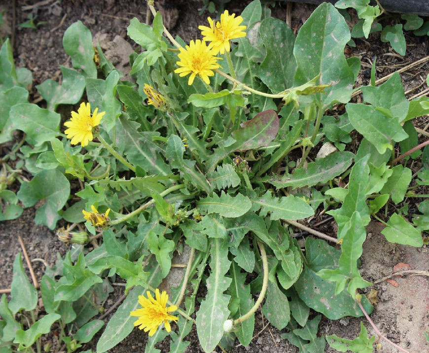 婆婆丁是蒲公英的别名,婆婆丁的学名是蒲公英吗