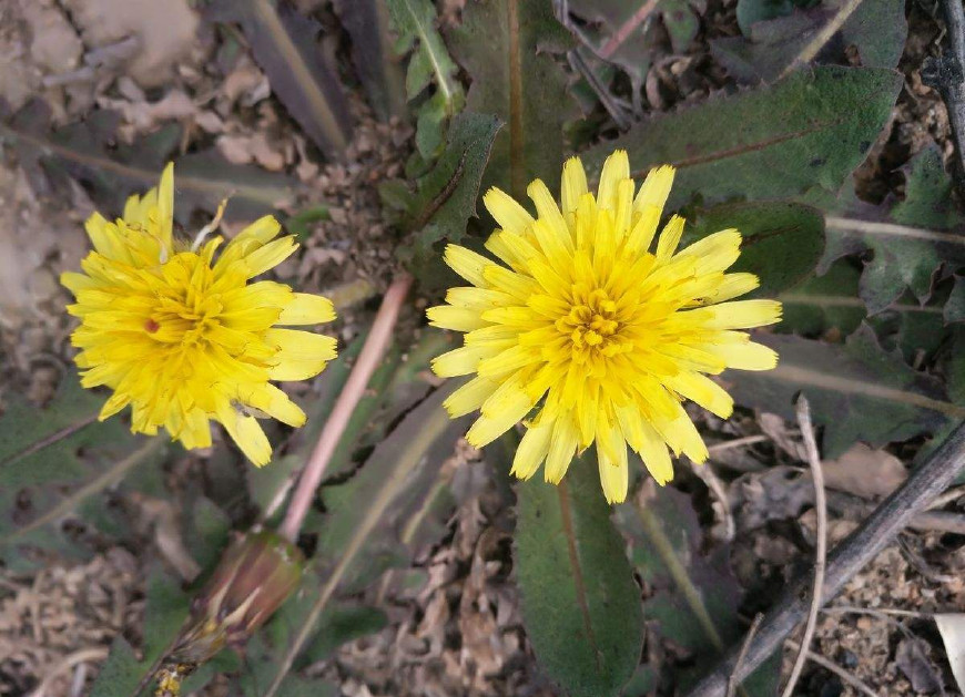 婆婆丁是蒲公英的别名,婆婆丁的学名是蒲公英吗