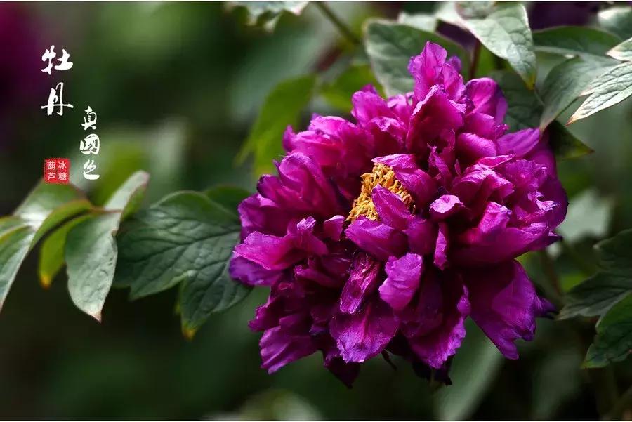 牡丹诗十首花开富贵,赏牡丹诗100首