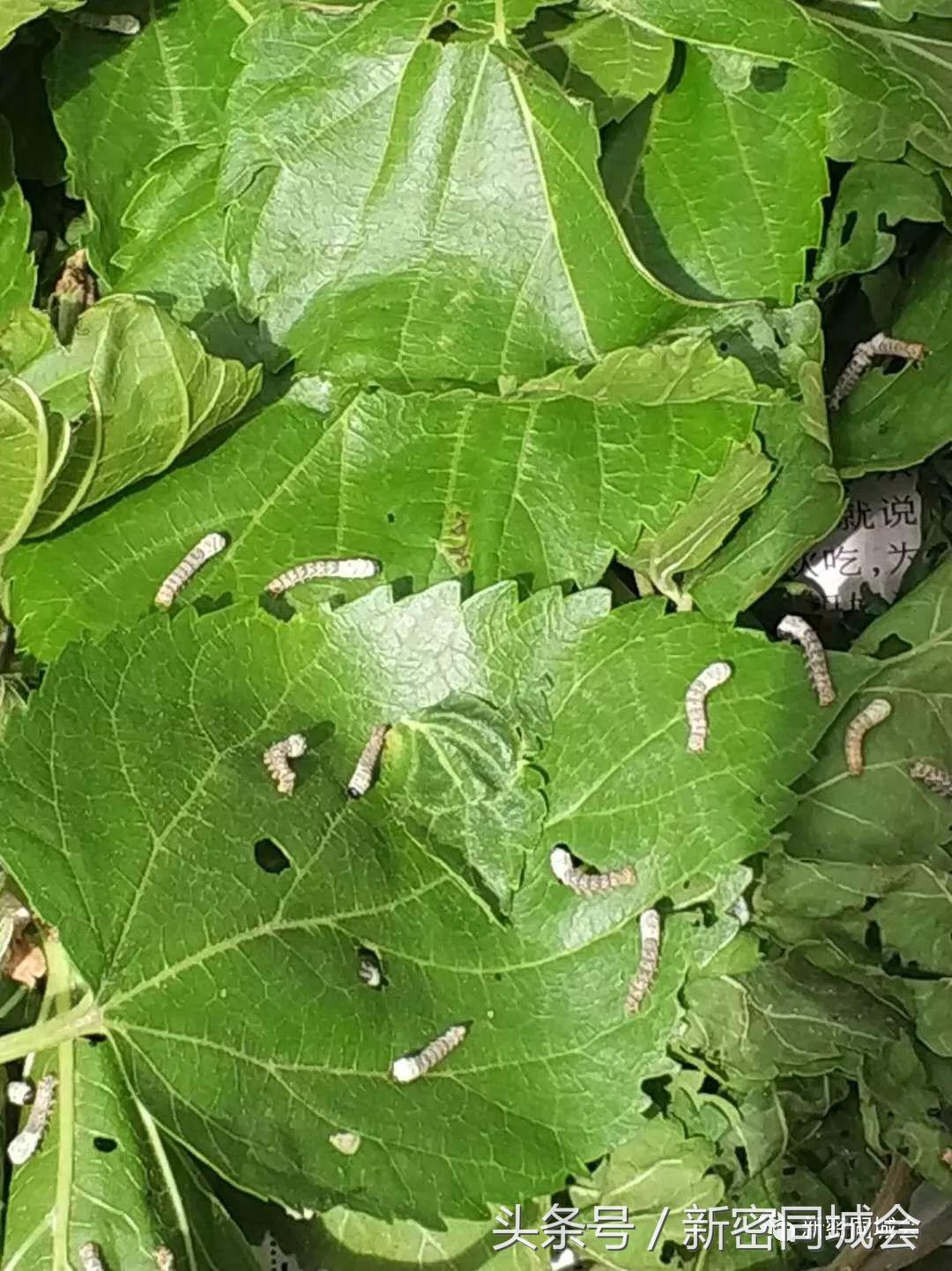 新密市九里山风景区摘槐花,新密超化九里山槐花林