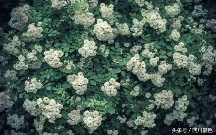 芍药成海，蔷薇满园！成都最快0.5h就到！赏四月的花不走远！