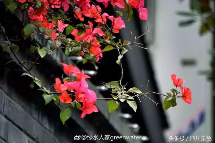 芍药成海，蔷薇满园！成都最快0.5h就到！赏四月的花不走远！