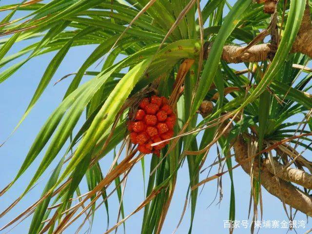 金银湾景区,金银湾生态旅游度假区
