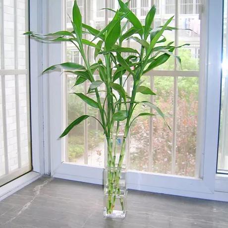 富贵竹黄叶是缺什么,富贵竹都黄叶了的视频