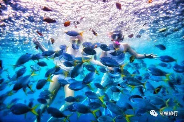 帕劳潜水在潜水界的地位,帕劳哪个岛适合潜水