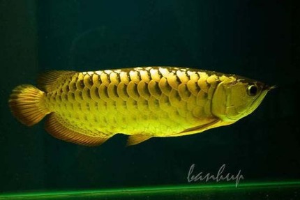 龙鱼老孙视频,龙鱼好养吗