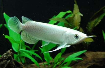 龙鱼老孙视频,龙鱼好养吗