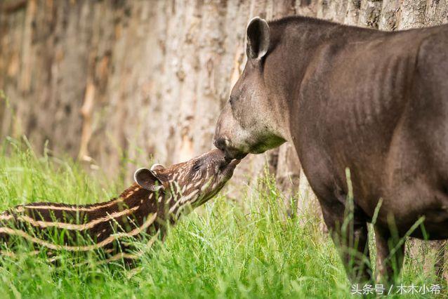 12个孕期的动物,怀孕期最长的动物是什么动物
