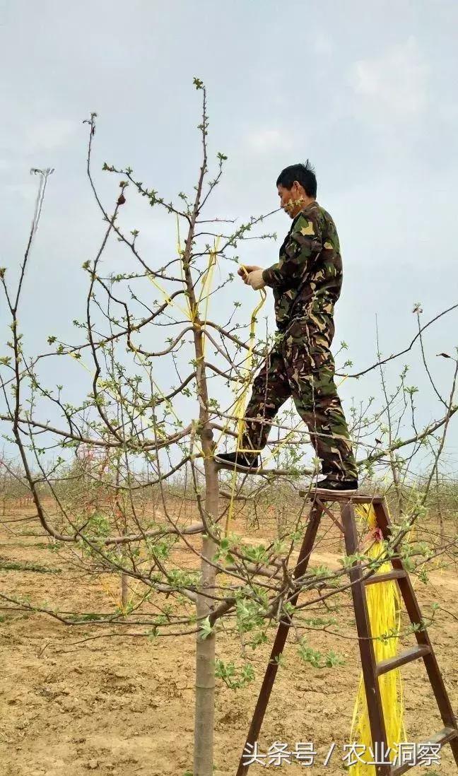 果农必学的标准化拉枝技术,果树拉枝的时节