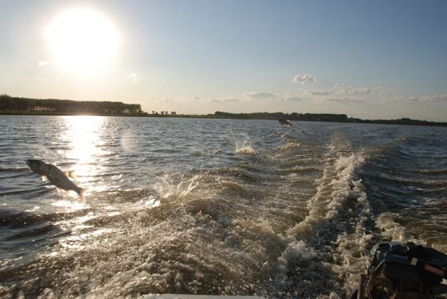 哈尔滨野狼湖,为东北最大的内陆平原湖,是野生狼栖息的天然场所