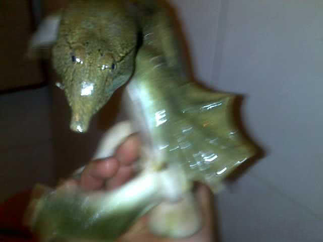 钓到野生甲鱼有什么预兆,钓到一只野生甲鱼视频