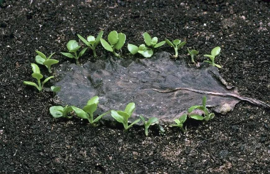 这种草来自非洲，能落地生根，农民称“打不死”，是治烫伤良药