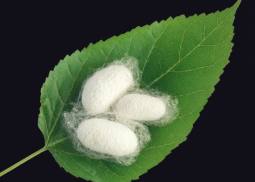 在家里怎么把一龄蚕养好,家养蚕注意事项