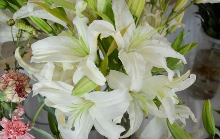 绣球鲜切花如何采后处理,鲜切花枯萎是什么原因