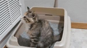 公猫咪有泌尿系统疾病的症状,春季猫咪有哪些表现