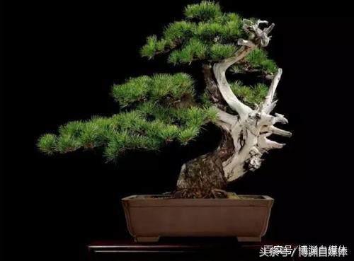 黑松大瓢盆景用什么盆 (黑松盆景用什么盆最好看)