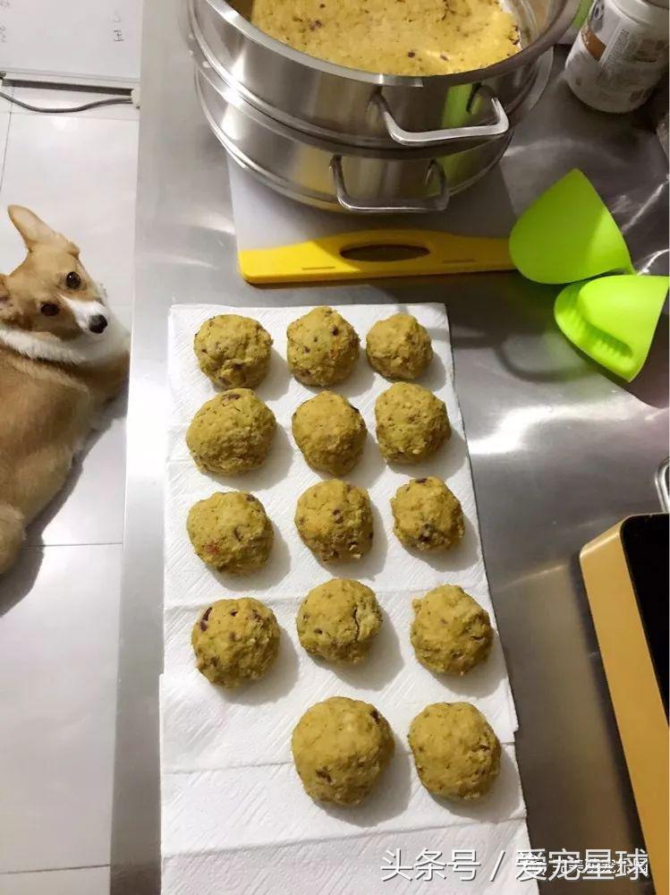 幼犬狗粮自制狗粮教程,怎么给狗自制狗粮器