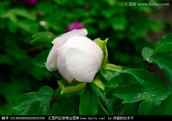 七律咏白牡丹,历代名家十首咏牡丹诗