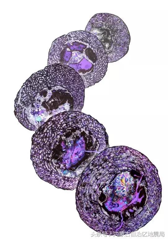 洗干净的恐龙,不可驯服的恐龙