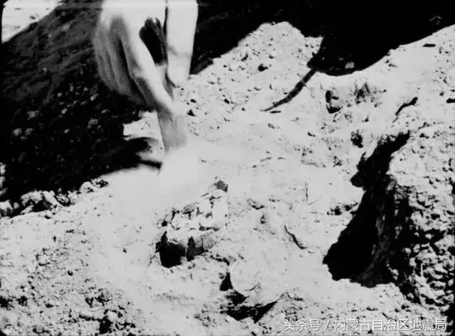 洗干净的恐龙,不可驯服的恐龙