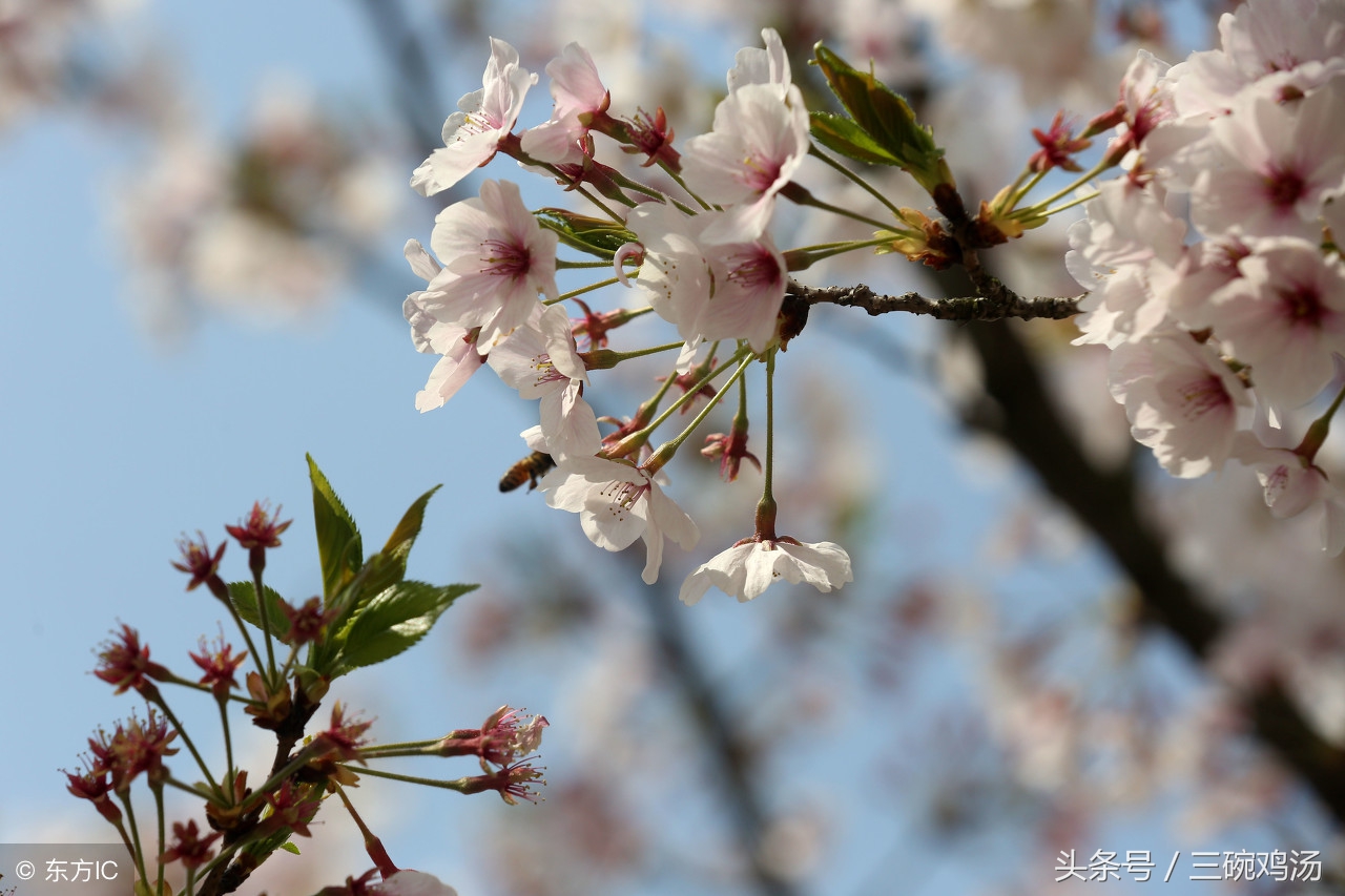 谷雨：春风杨柳絮，天点纷林际，好一番似虚如梦的春景！
