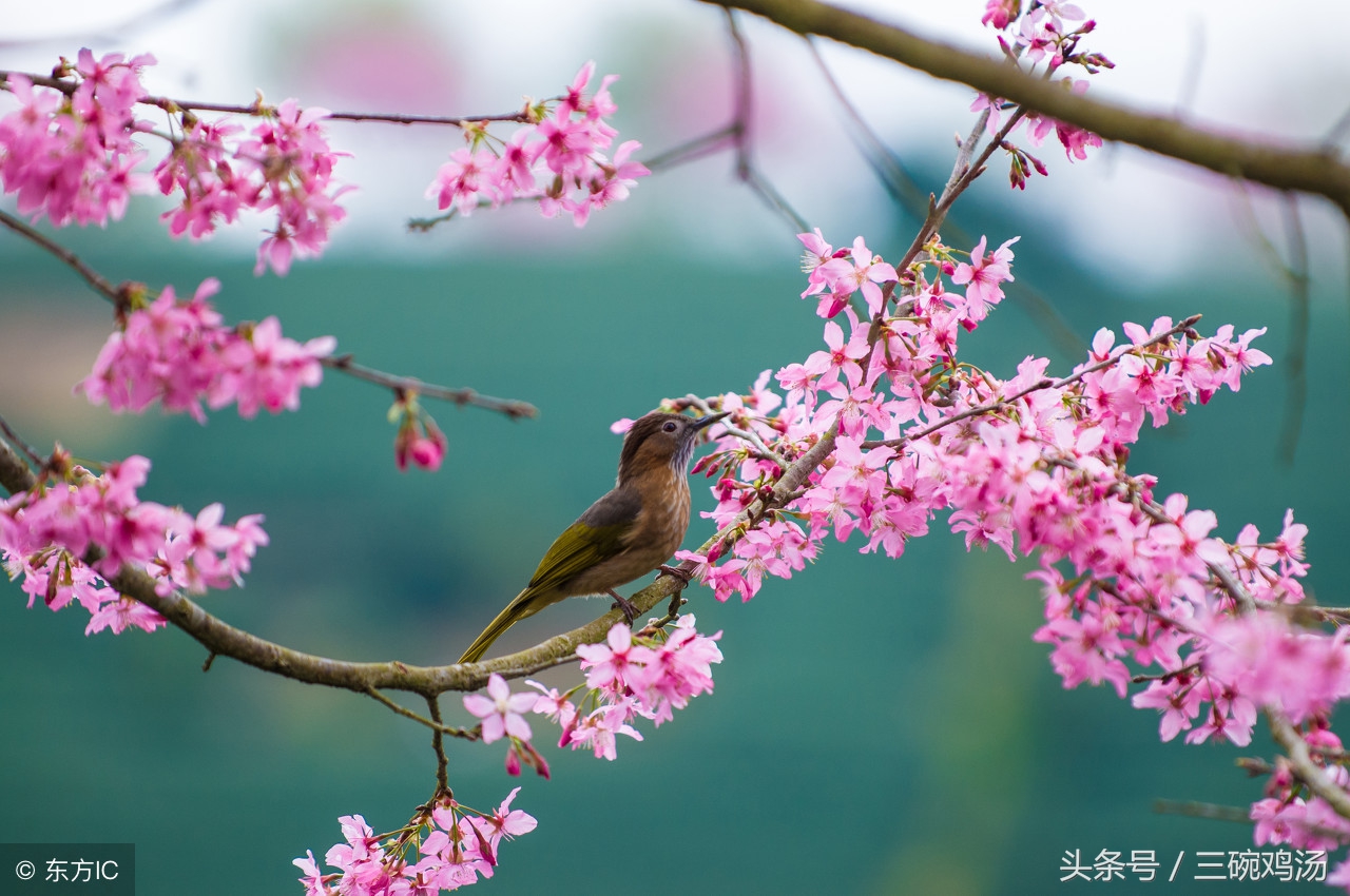 谷雨：春风杨柳絮，天点纷林际，好一番似虚如梦的春景！