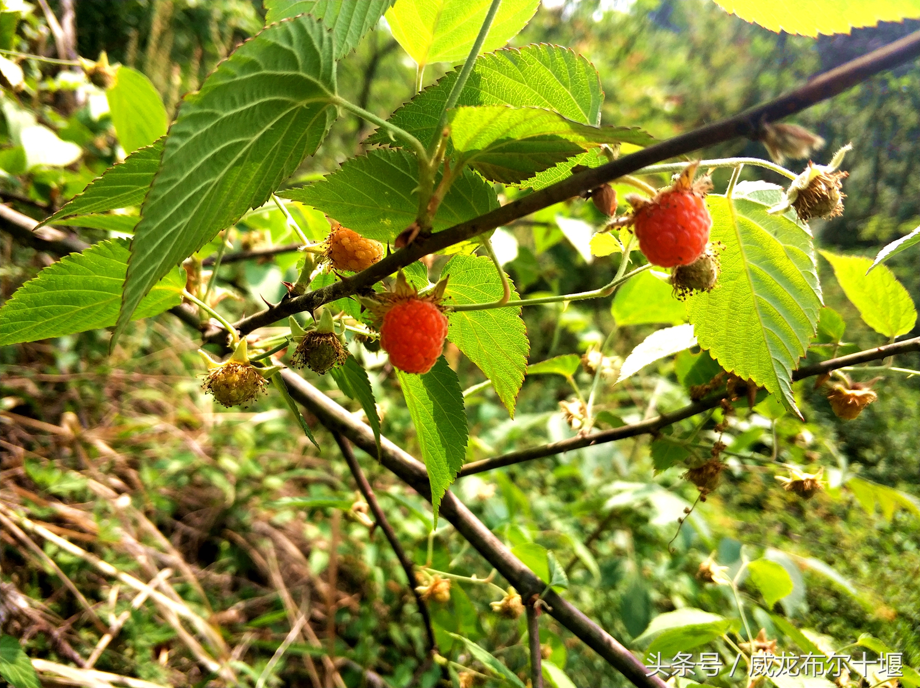 药用价值极高一种野味，几十元一斤，十堰大山里遍地没人摘