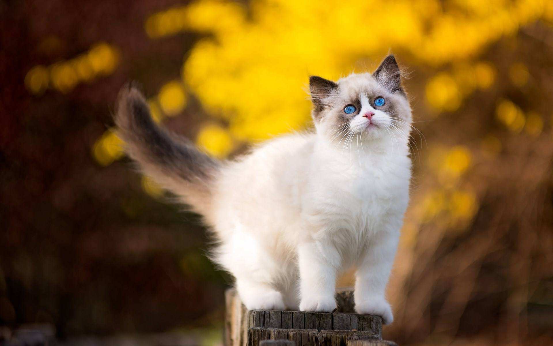 猫咪怕陌生人怎么训练,猫咪怕生人怎么安抚