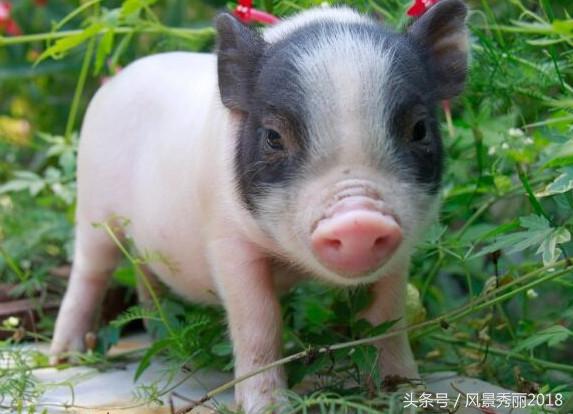 还有这种操作——宿舍养“猪猪侠”？你有在寝室养过什么动物么？