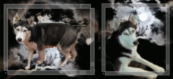 西伯利亚雪橇犬和哈士奇的区别,西伯利亚雪橇犬与哈士奇一样么