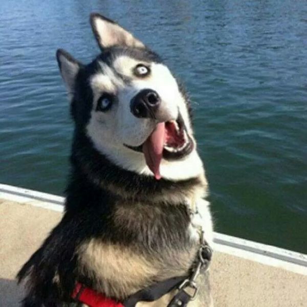 西伯利亚雪橇犬和哈士奇的区别,西伯利亚雪橇犬与哈士奇一样么