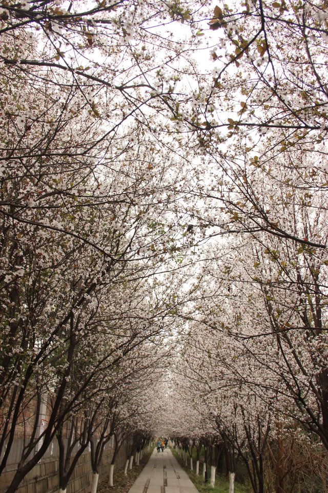 我的母校，位于四川绵阳得西南科技大学，那些迷人得景色