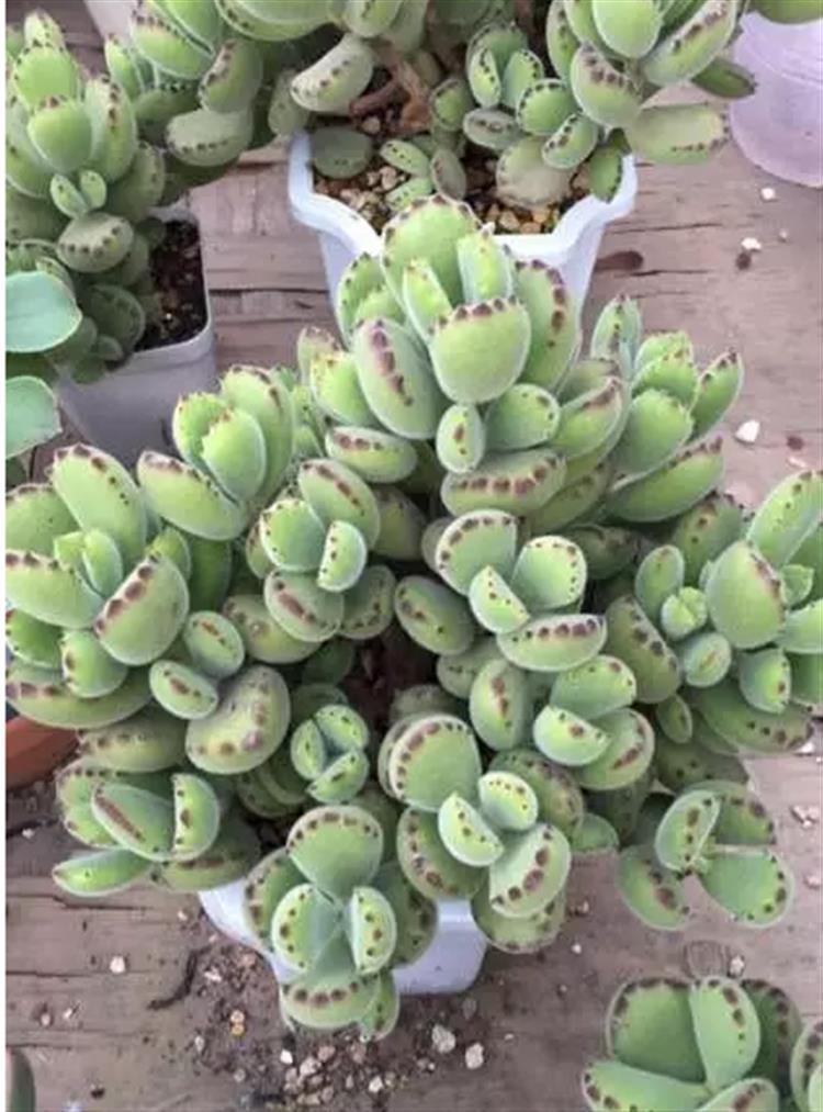 多肉居然能有这么顽强的生存,多肉可以养成什么样的小萌物