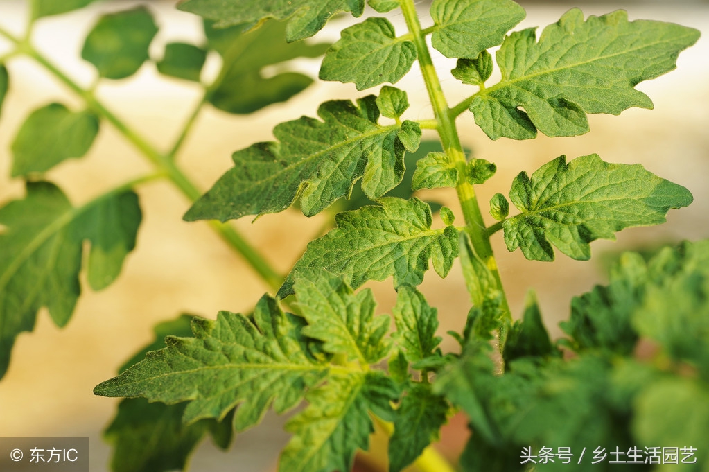 西红柿整株萎蔫什么病,西红柿萎蔫要不要遮阴