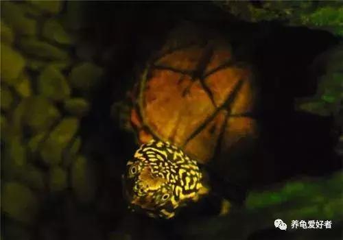 小花龟断尾了要干养吗,龟断尾的处理方法