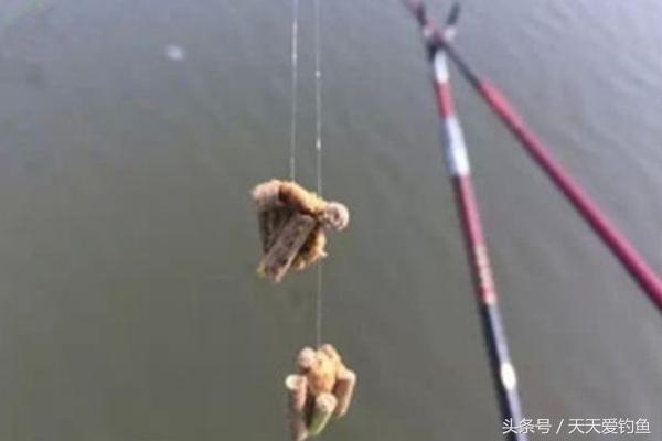 钓鱼原塘颗粒和商品饵哪个好用,钓鱼遇到鱼怎么处理饵料