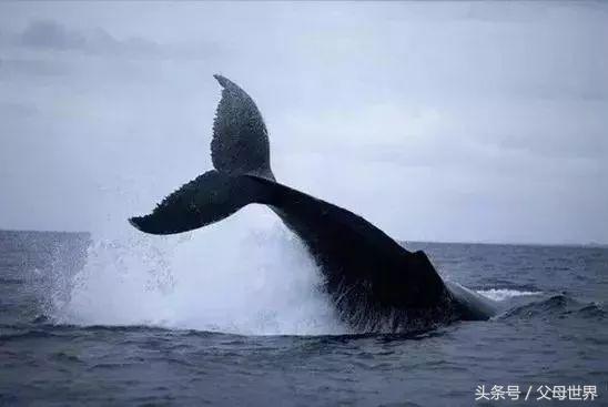 世界地球日，最适合孩子看的18部自然纪录片，趁周末，带娃看起来