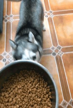 犬瘟后遗症哈士奇,哈士奇犬瘟的症状及治疗方法图片