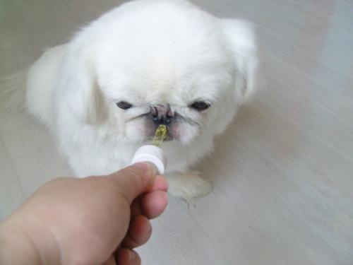 宠物狗用药推荐,宠物狗药物用量