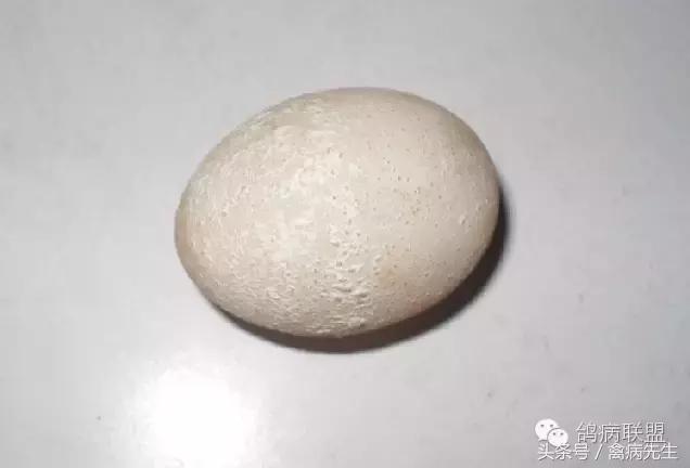 种鸽孵蛋后期死胎原因,种鸽下蛋总下土蛋是什么原因